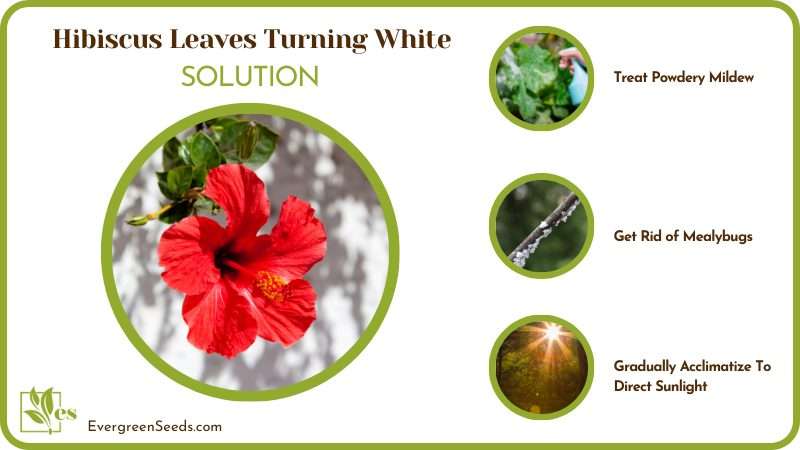 Solutions for a Sick Hibiscus 