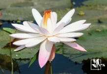 Water Lily and Lotus Similarities