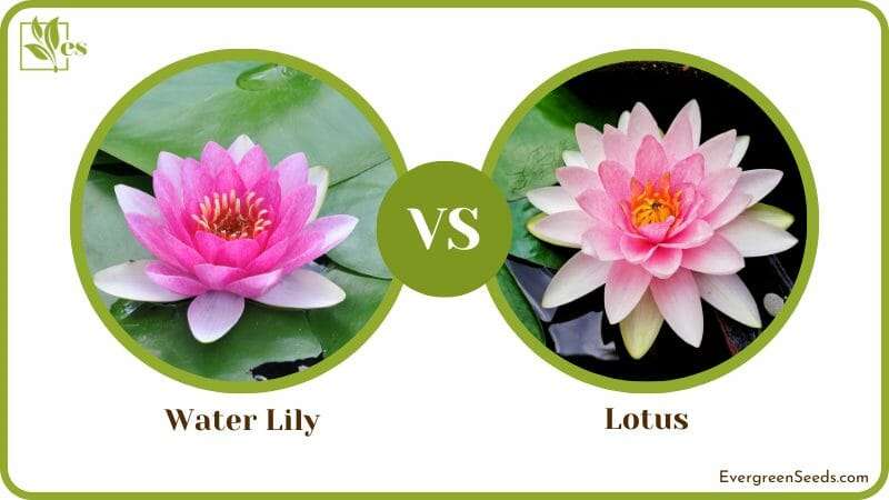 Water Lily vs Lotus