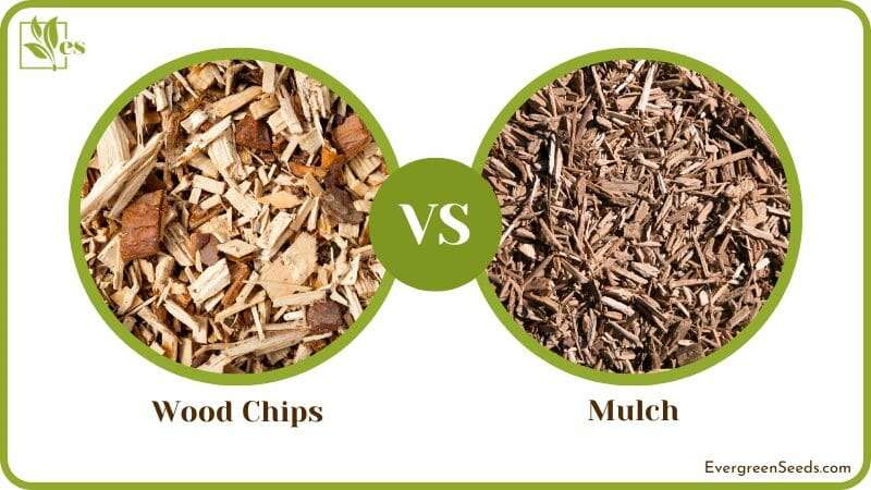 Wood Chips vs Mulch 1
