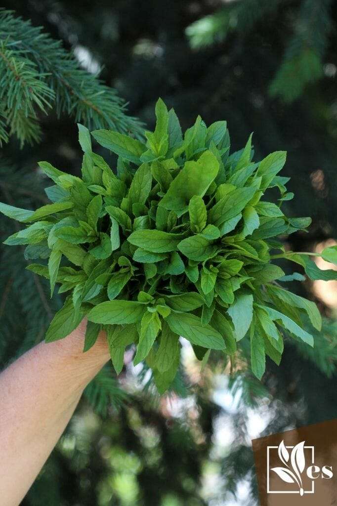 fresh harvested mint leaves
