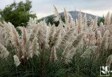 Pampas grass plant