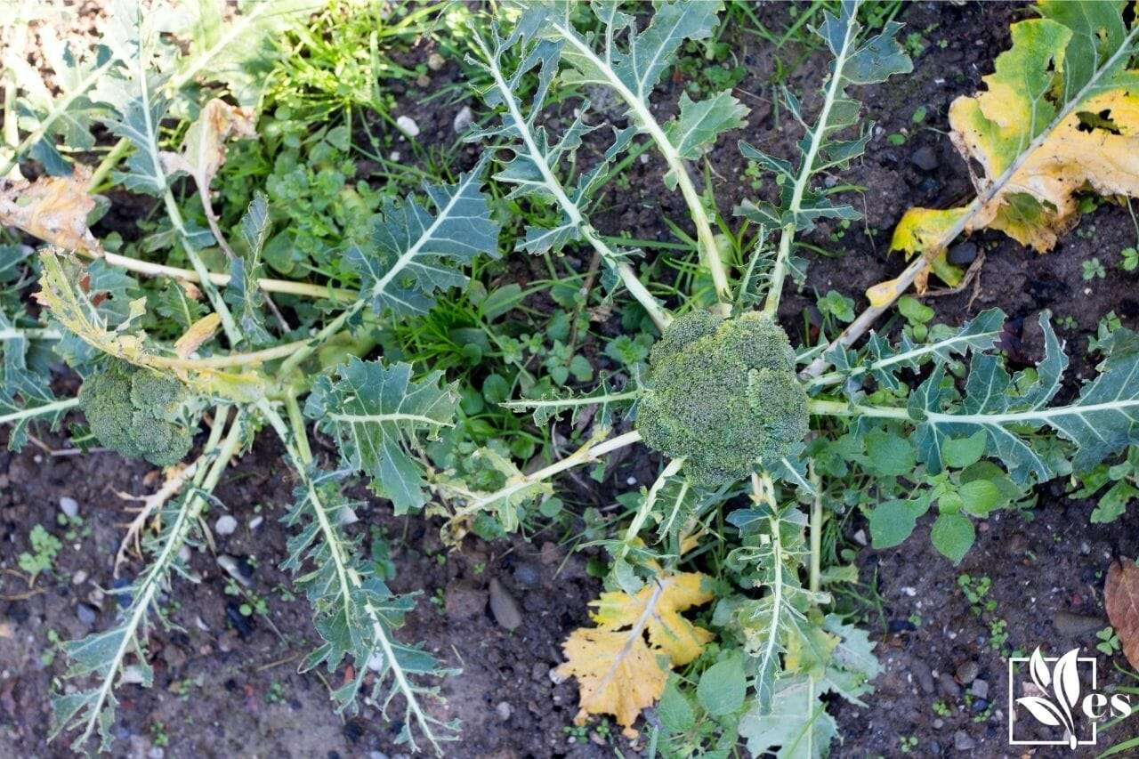 pests in garden, broccoli with broken leaves