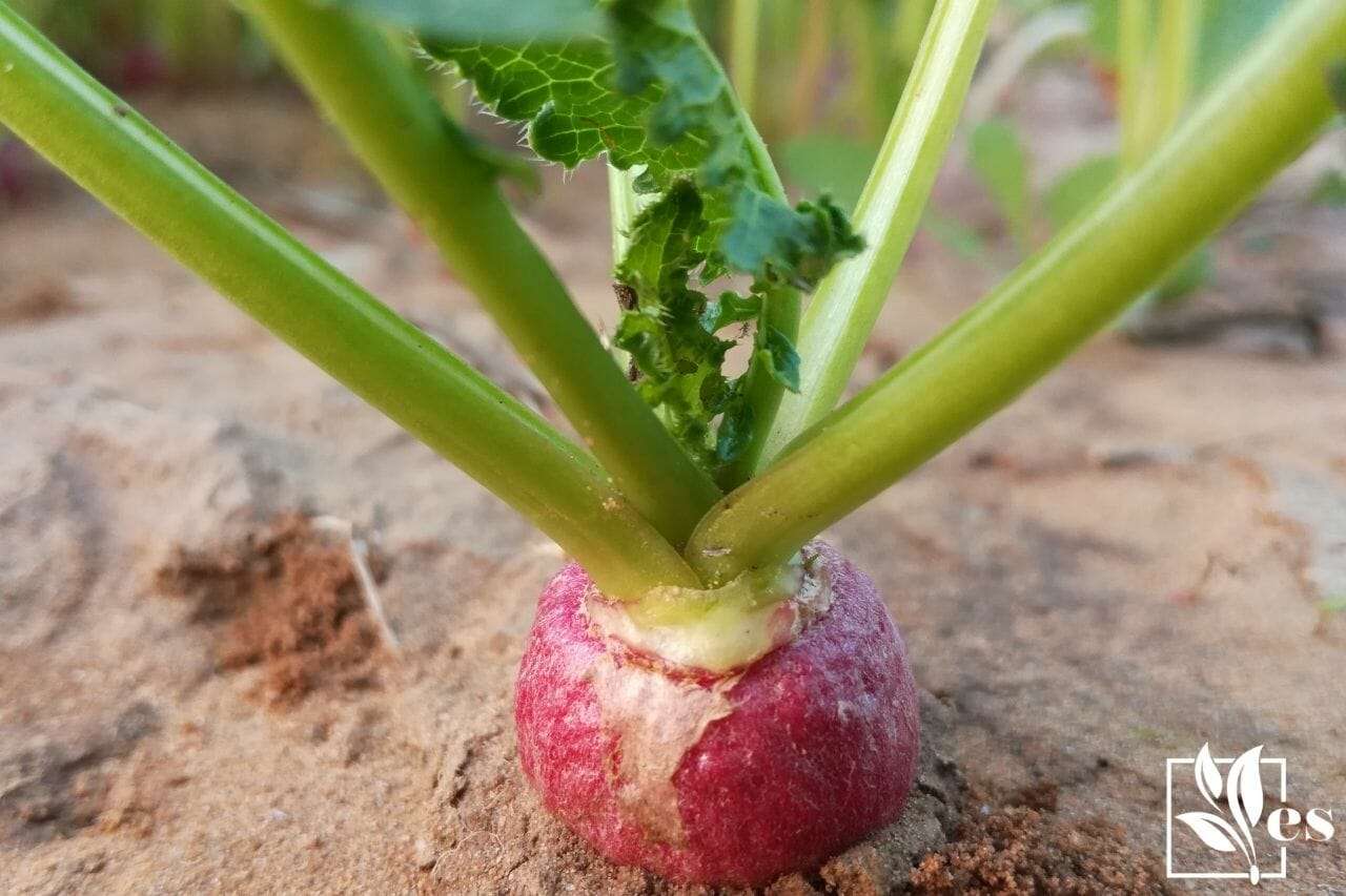 turnips-easy-to-grow plants