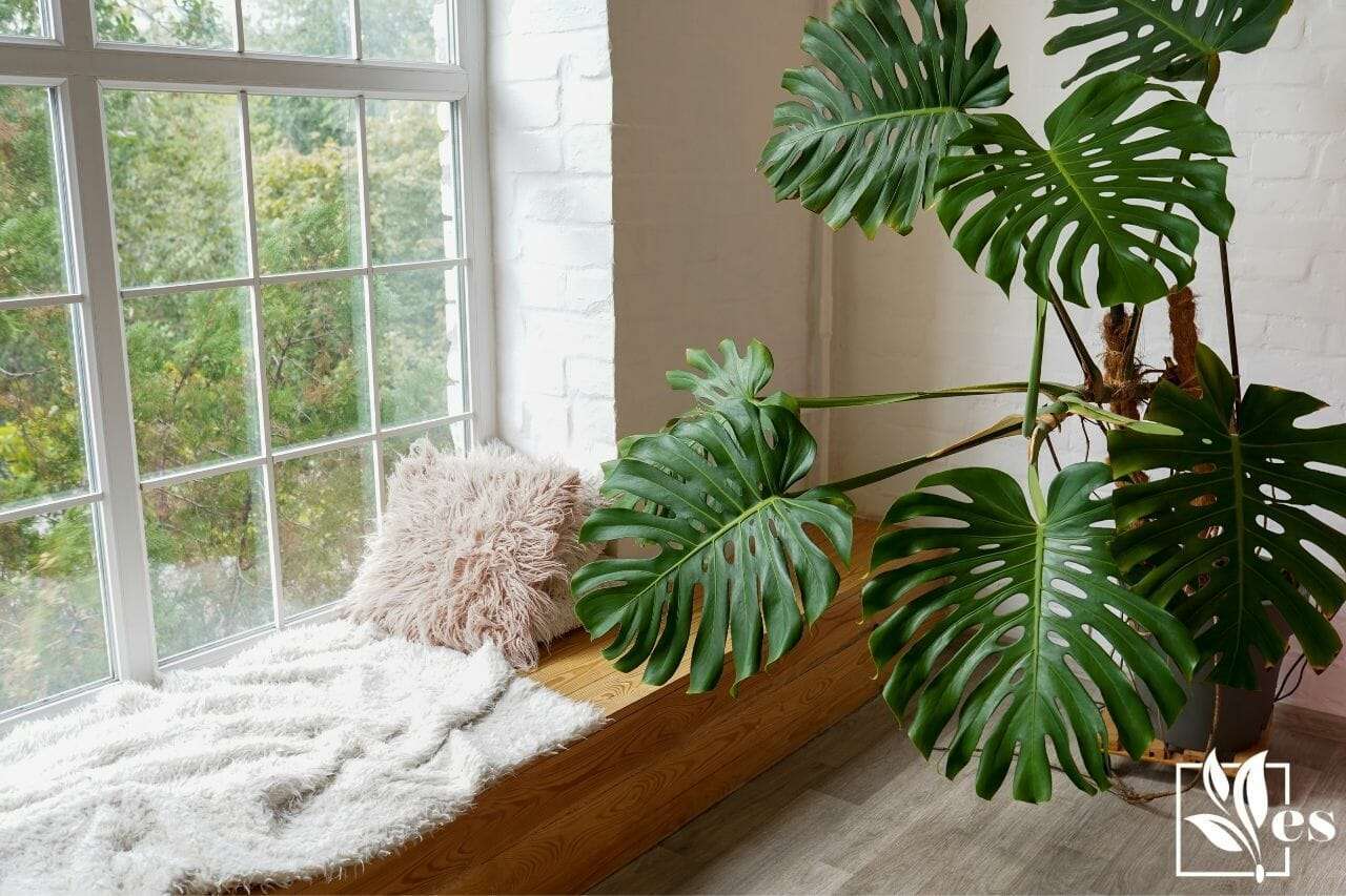 Cozy window sill with monstera and pillows indoors