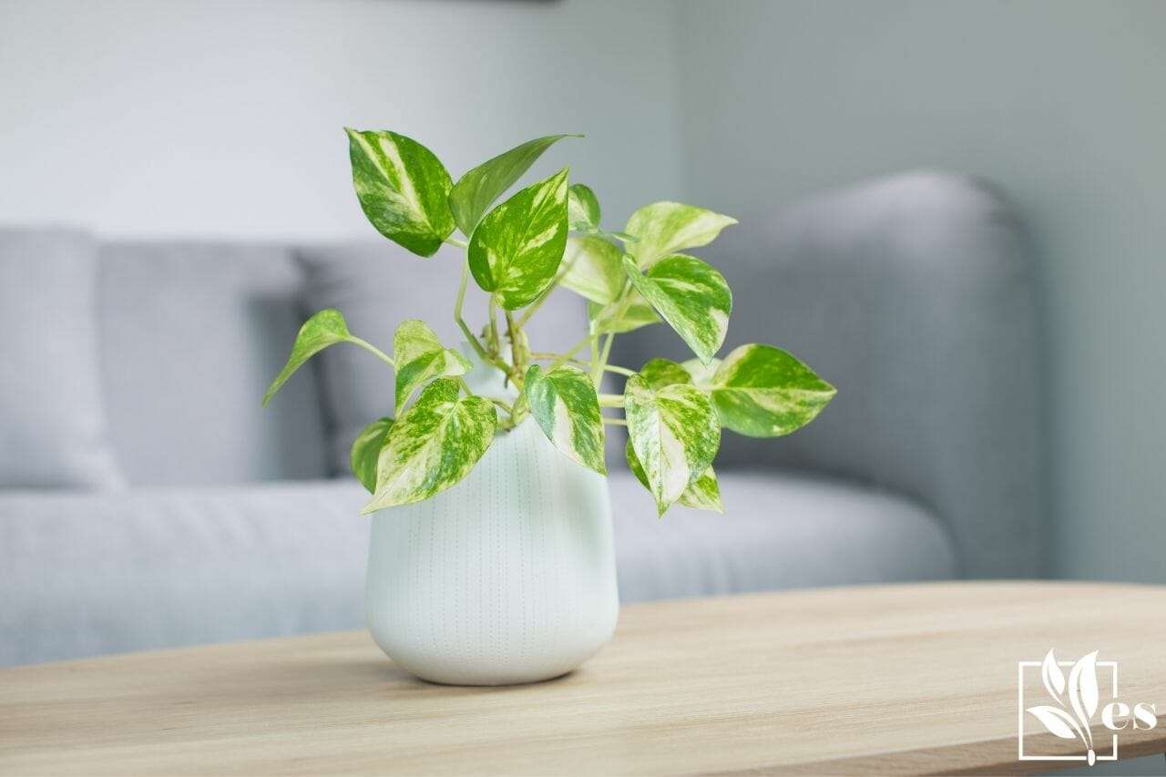 Are Pothos Toxic to Cats: What To Do in Case of Plant Poisoning
