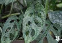 Monstera acuminata easy to care for houseplant