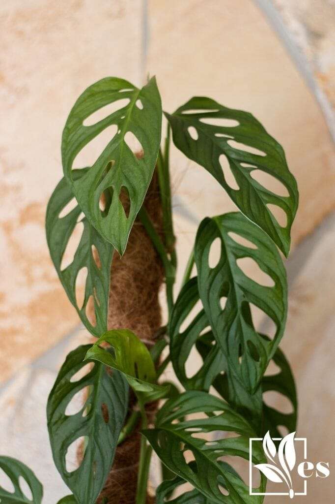 Monstera adansonii houseplant