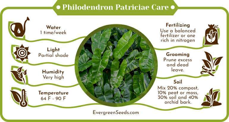 Philodendron Patriciae Care Infographic