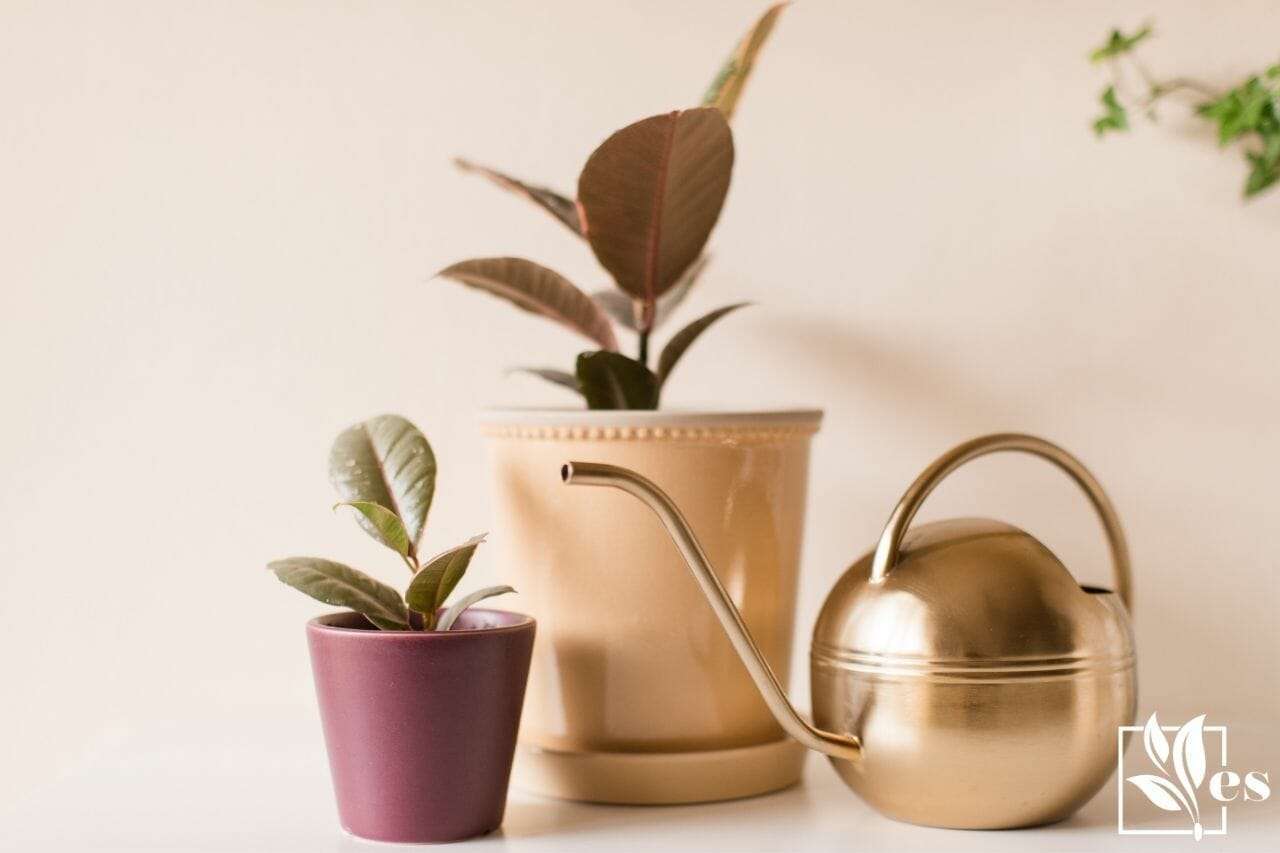 Pink Variegated Rubber Plant Ruby Ficus