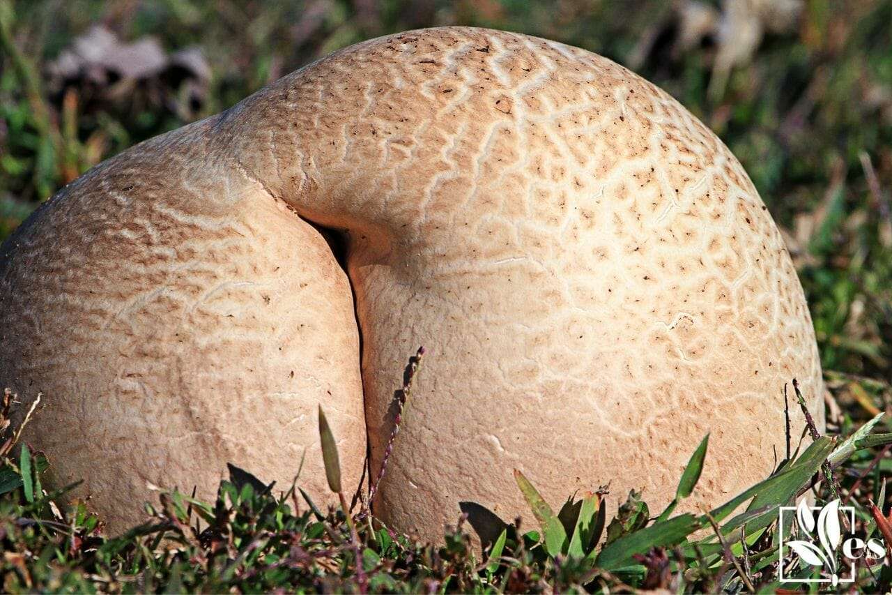 Puffball mushroom butt