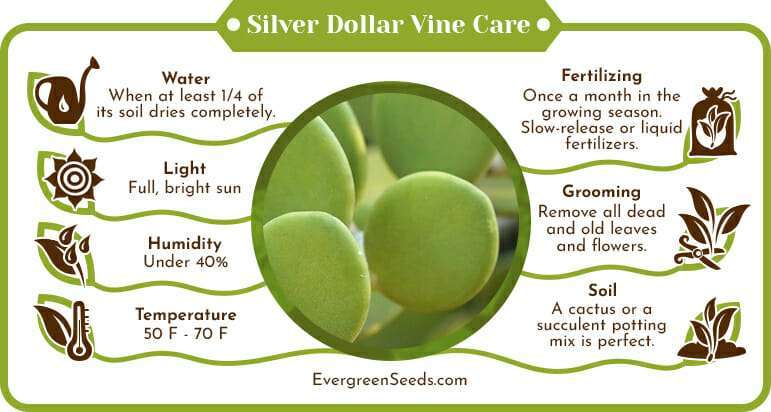 Silver Dollar Vine Care Infographic