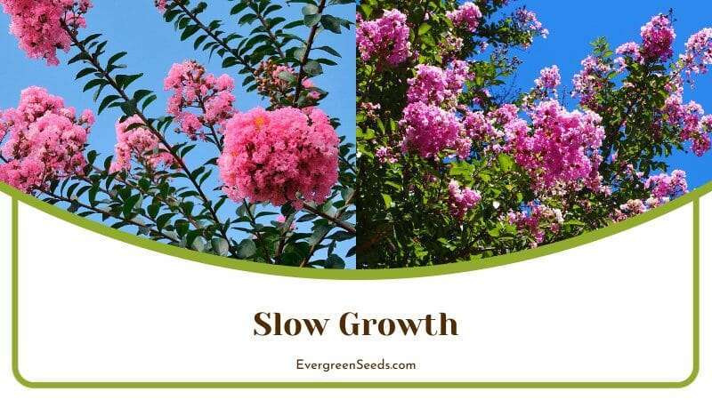 Slow Growth
