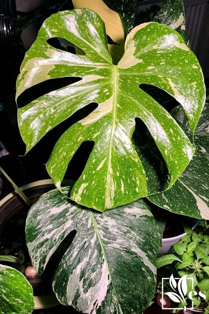Tropical indoor plant monstera variegata albo