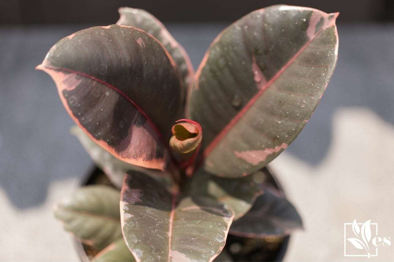 Variegated Rubber Plant Ruby Ficus