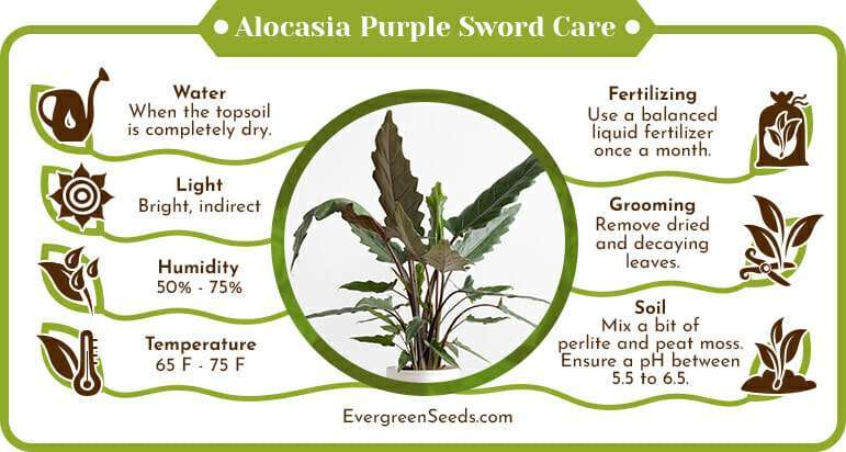 Alocasia Purple Sword Care Infographic