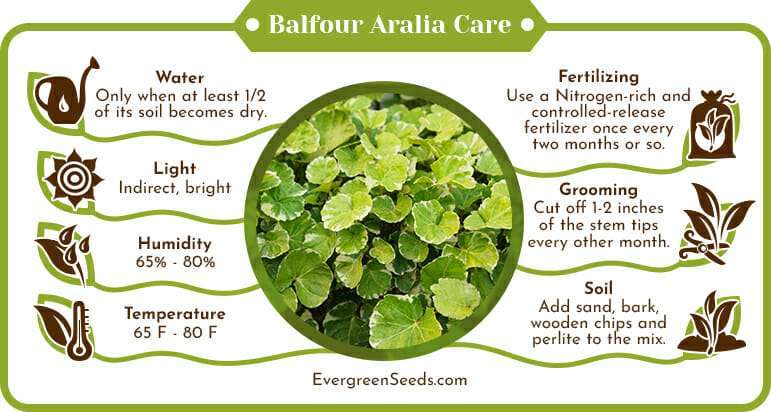 Balfour Aralia Care Infographic