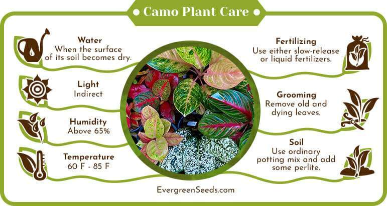Camo Plant Care Infographic
