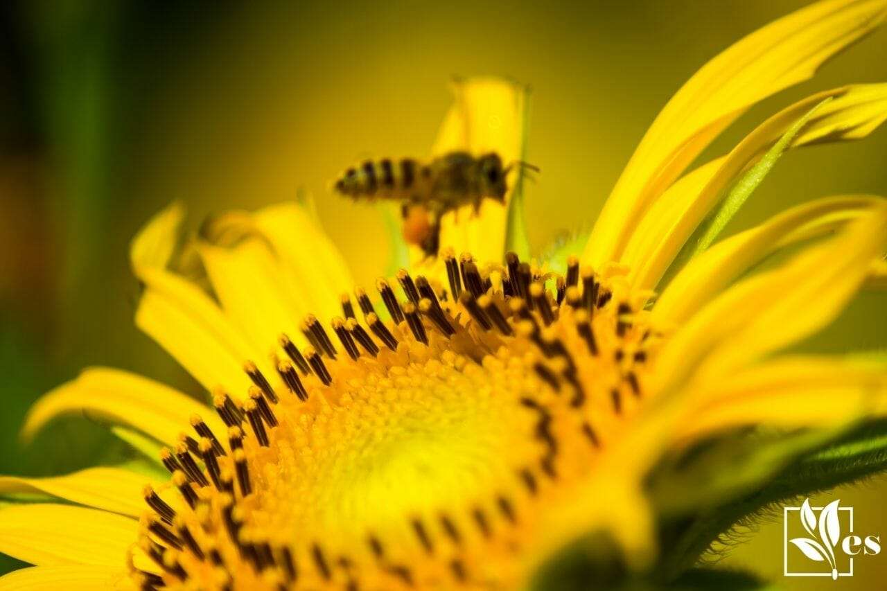 Dwarf Sunflower with Bee