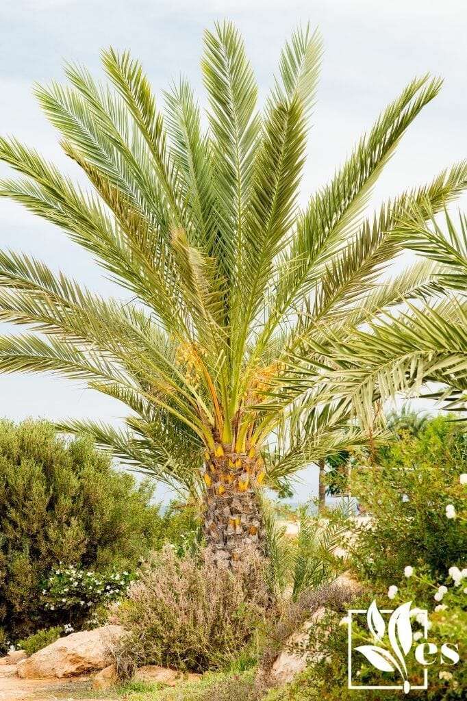 Palm Tree in Garden