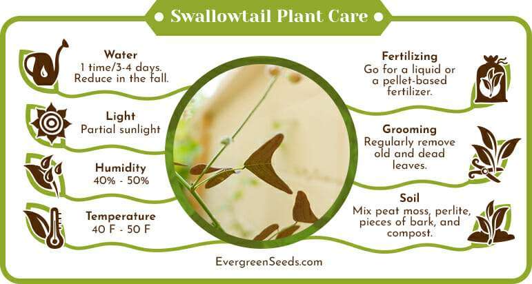 Swallowtail Plant Care Infographic