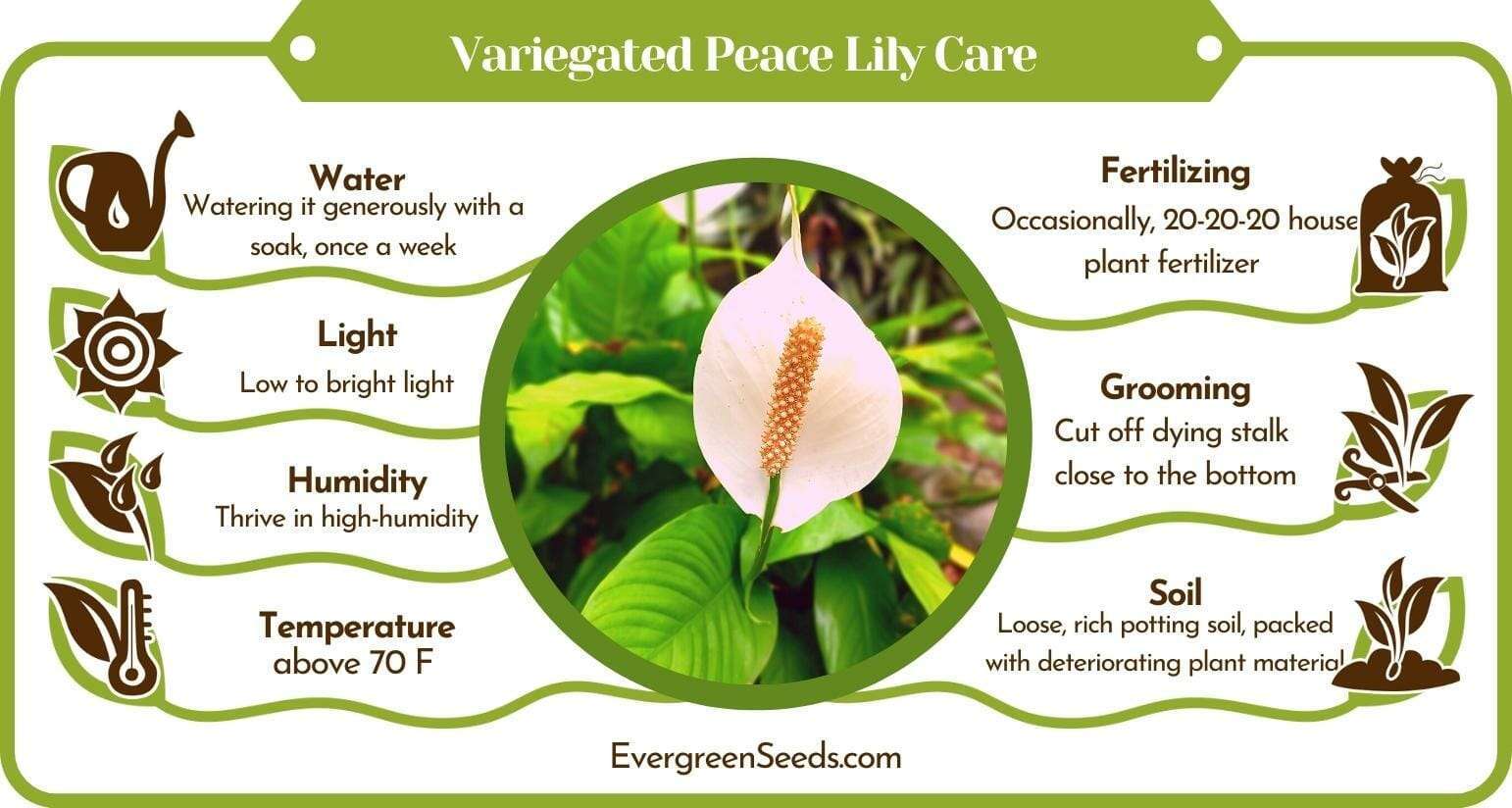 Variegated Peace Lily Care Infographic