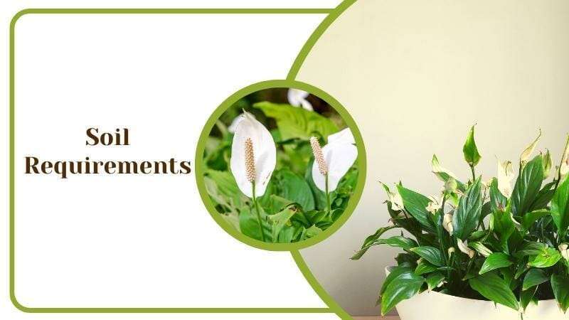 Variegated Peace Lily Soil Requirements