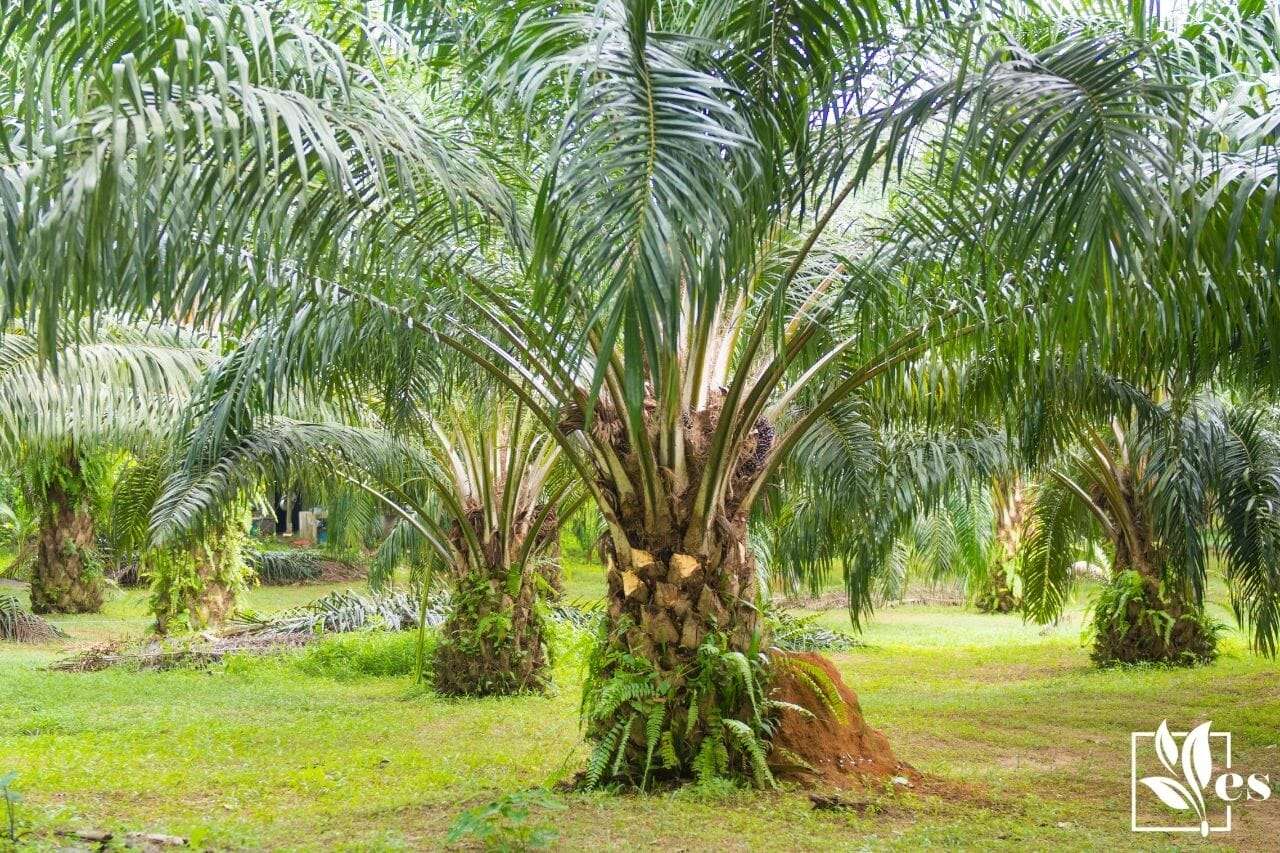 oil palm tree in garden