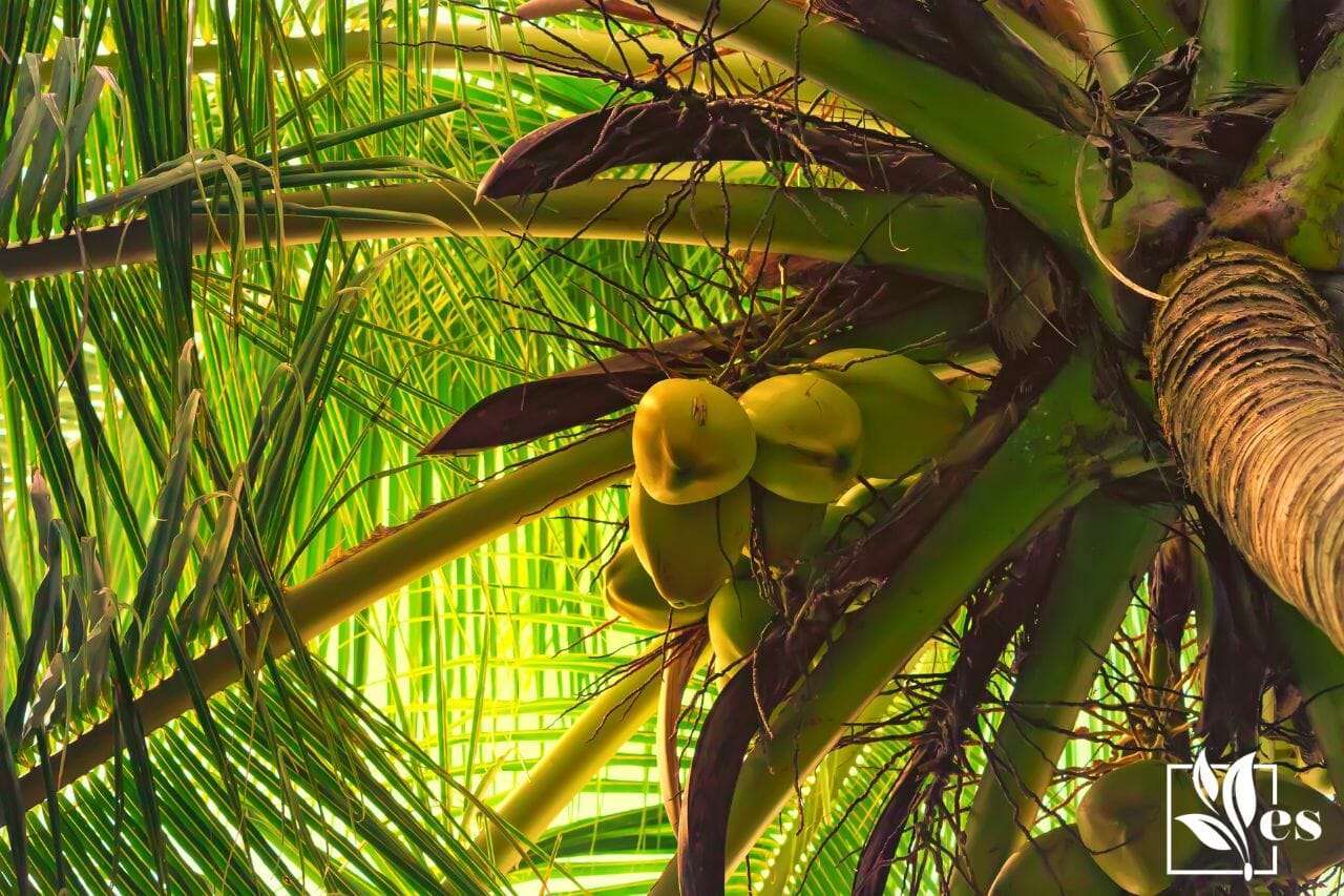 1. Coconut Palm Tree
