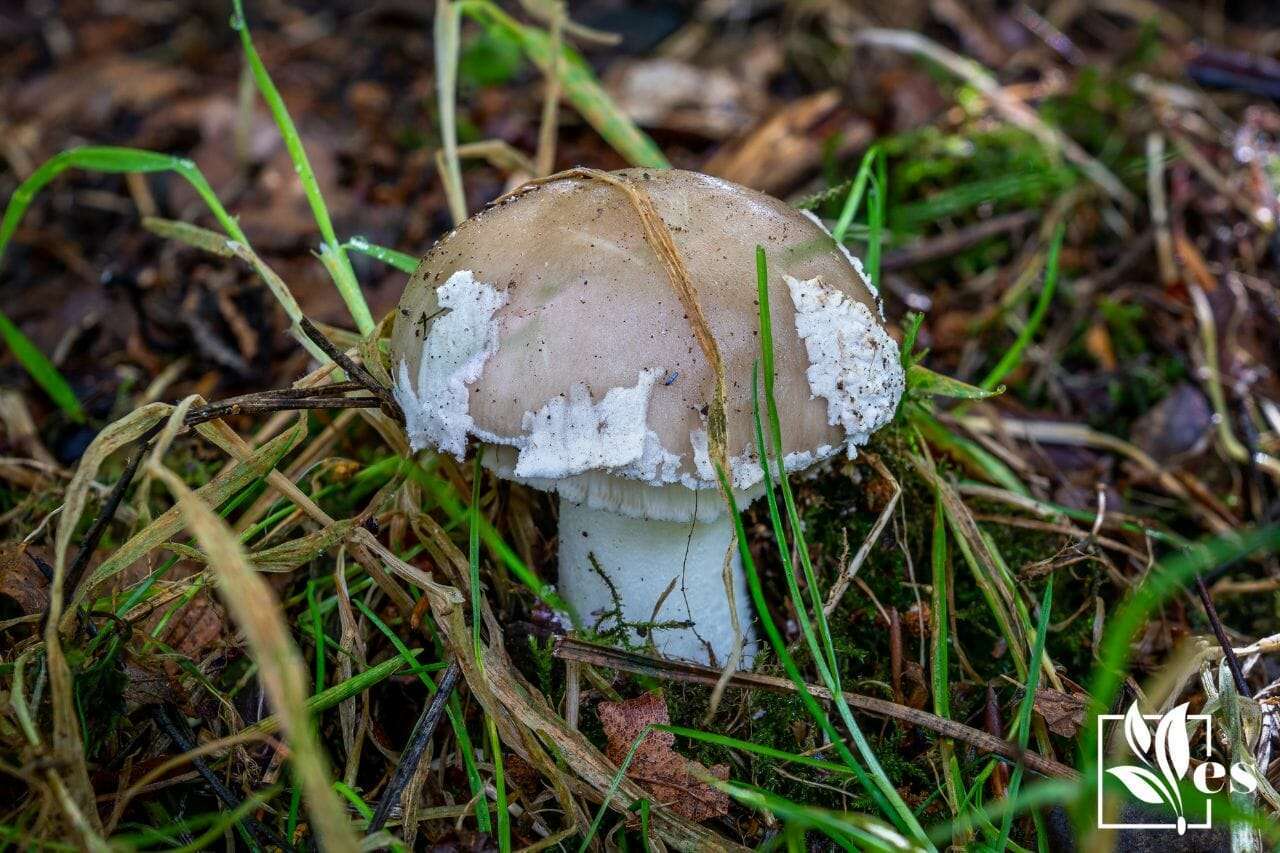 1. mushroom death cap