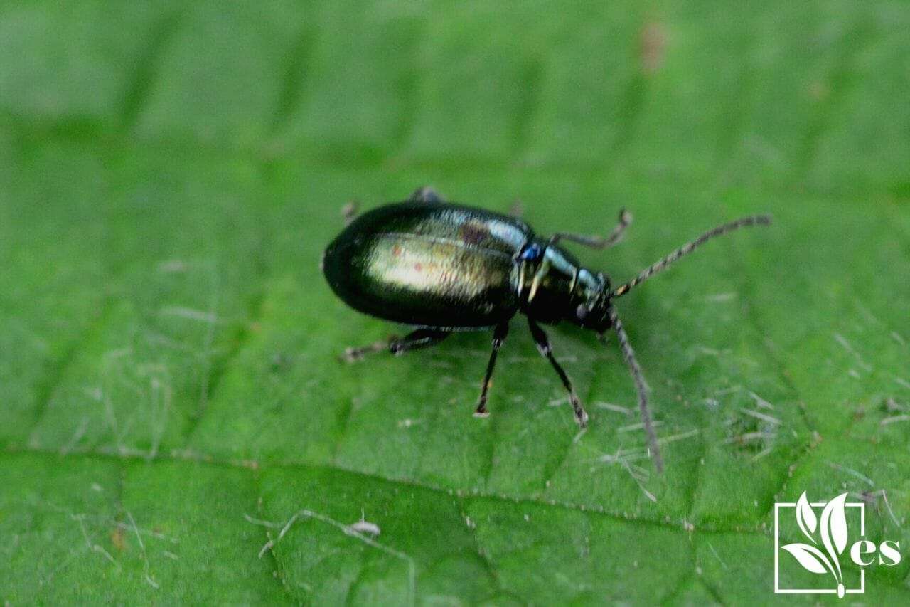 10. Flea Beetles