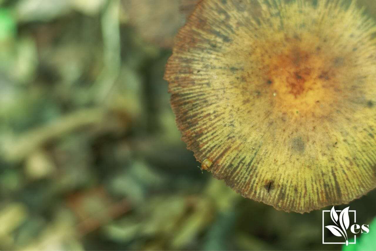 10. Wild Mushroom Conocybe Filaris