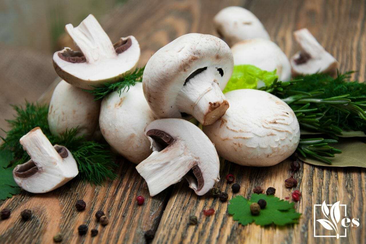 12. False Champignon mushroom