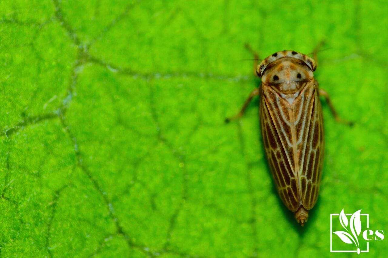 13. Leafhoppers