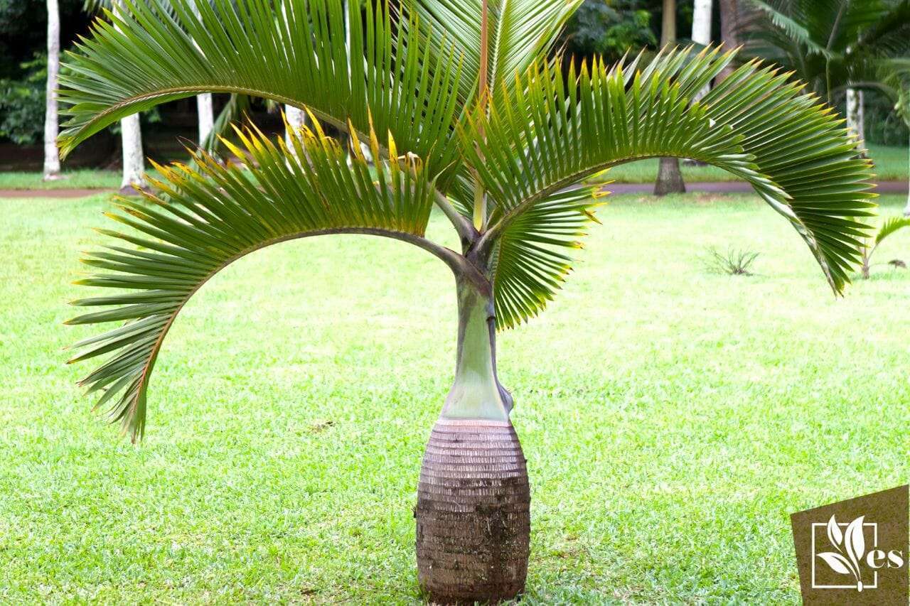 2. Bottle Palm Tree