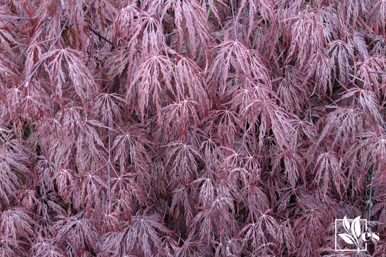 2. Weeping Japanese Maple
