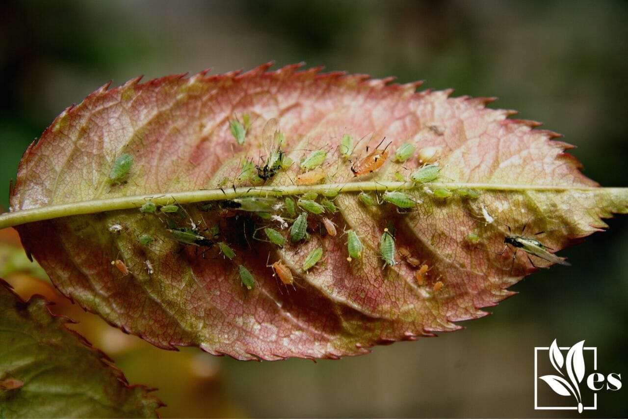 3. Aphids