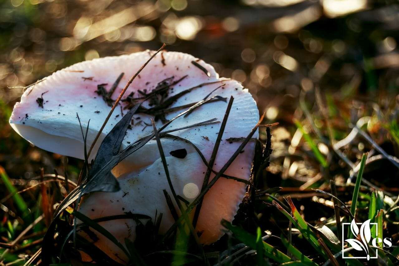 5. Destroying Angel Mushroom