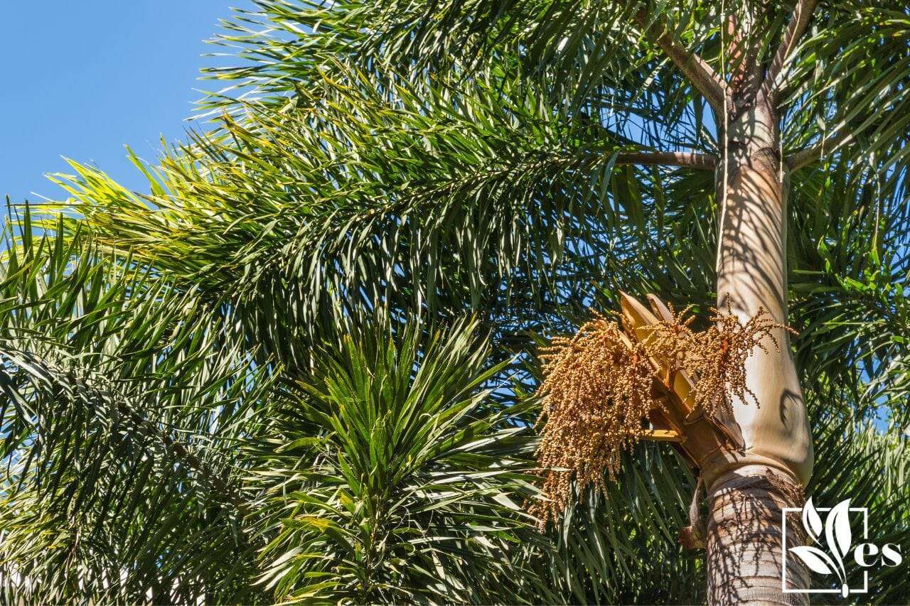 5. Foxtail Palm Tree
