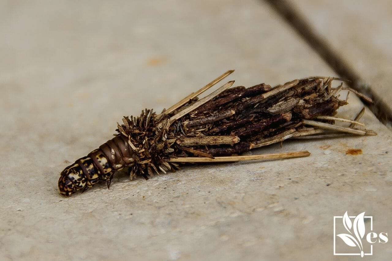 6. Bagworms