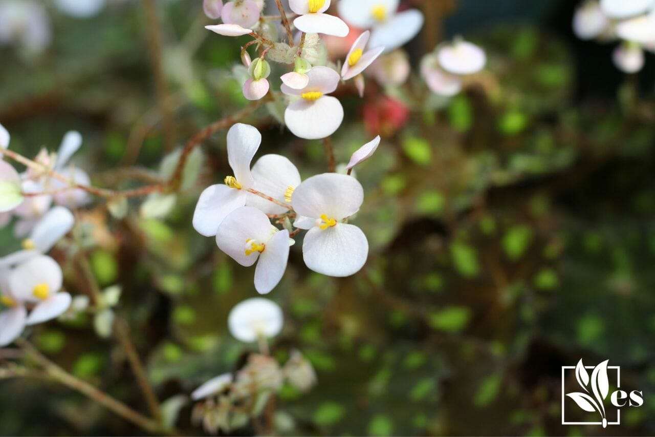 6. Begonia Dregei