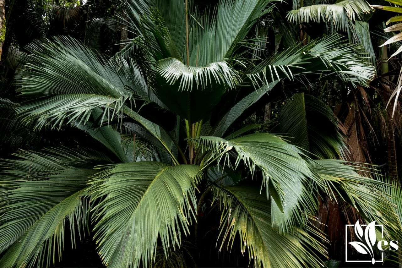 6. Coco De Mer Palm Tree