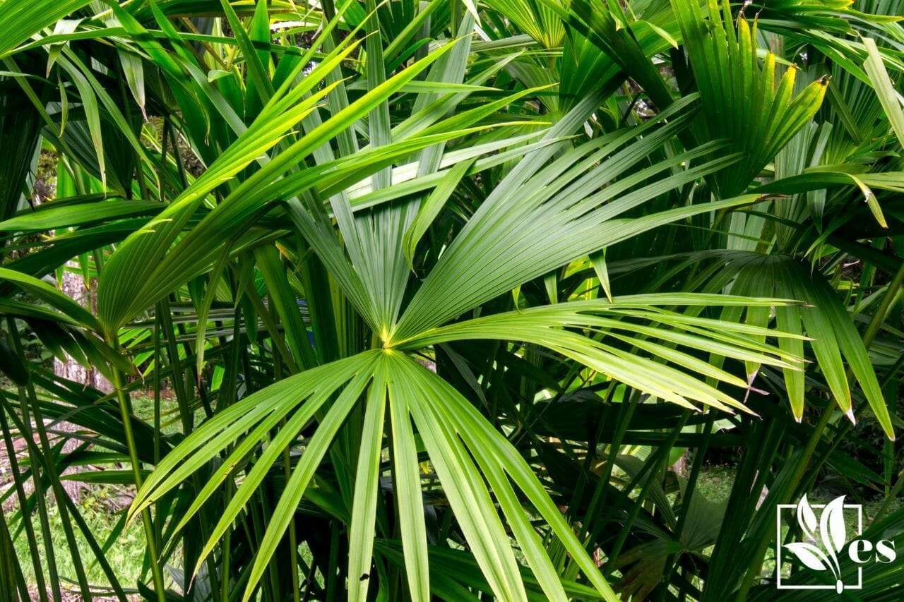 7. Dwarf Fan Palm Tree