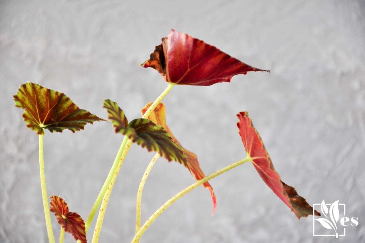 8. Begonia Mazae Nigricans