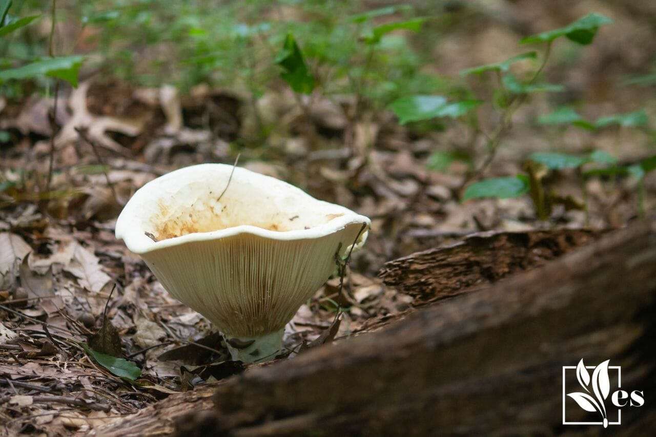 9. Ivory Funnel mushroom