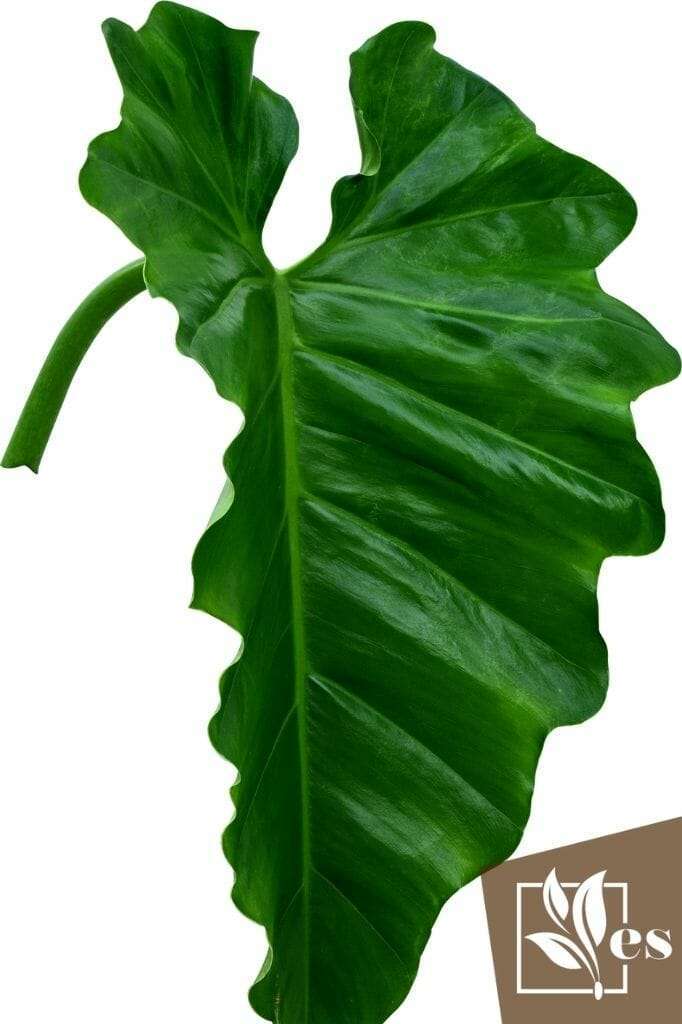 A Green Philodendron Leaf