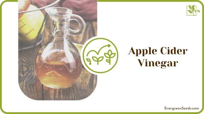 Apple Cider Vinegar Option to Treat the Soil
