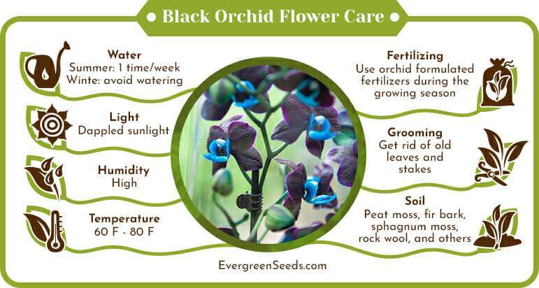 Black Orchid Flower Care Infographic