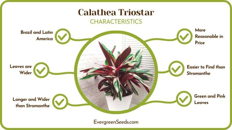Calathea Triostar Features