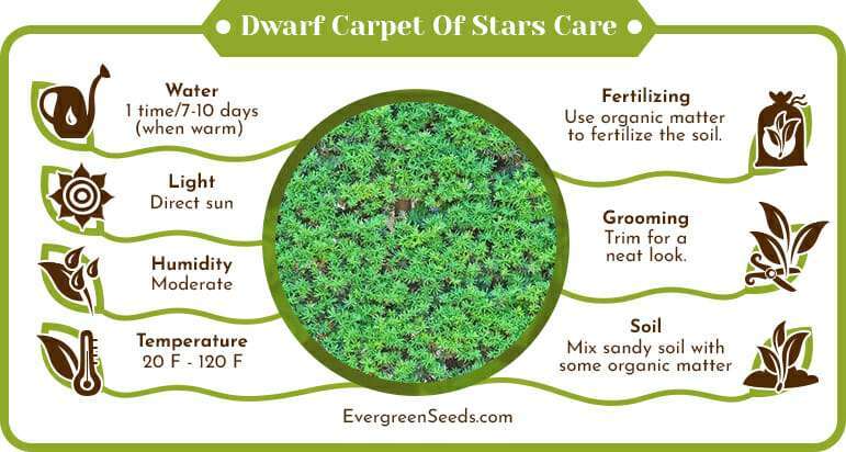 Dwarf Carpet of Stars Care Infographic